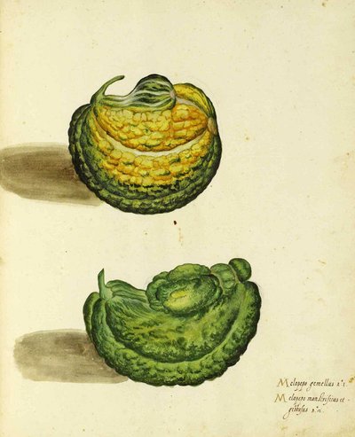 Erbstück-Kürbis von Ulisse Aldrovandi von Italian School