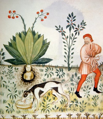 Nova 2644 fol.40r Alraune, aus Tacuinum Sanitatis von Italian School
