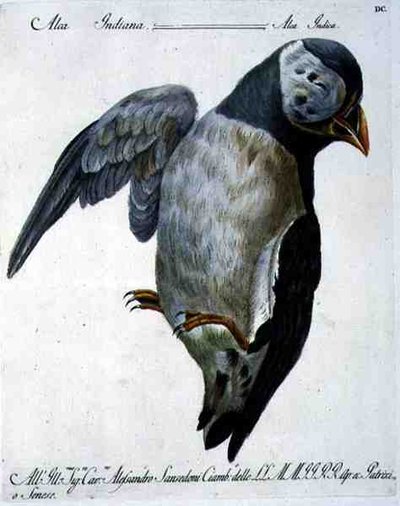 Papageitaucher, ca. 1767-76 von Italian School