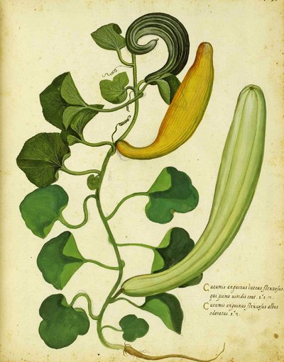 Schlangenkürbis von Ulisse Aldrovandi von Italian School