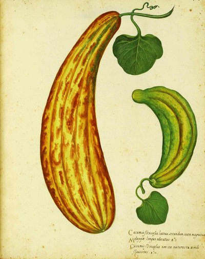 Gelbe armenische Gurke von Ulisse Aldrovandi von Italian School