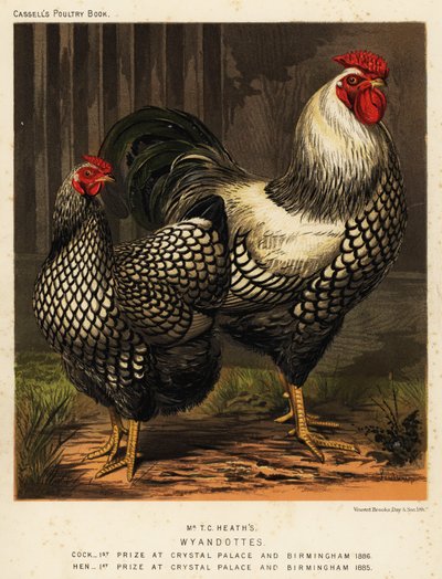 Amerikanische Wyandotte-Hühner von J. W. (after) Ludlow