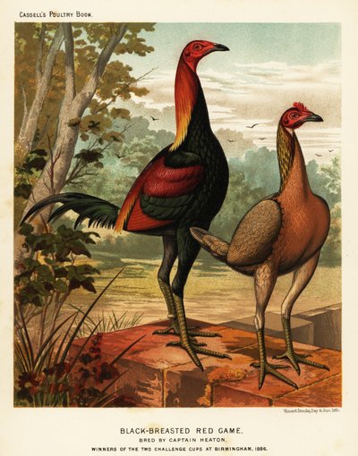 Schwarzbrüstige rote Spielvögel von J. W. (after) Ludlow