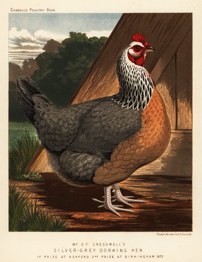 Silbergraue Dorking-Henne von J. W. (after) Ludlow