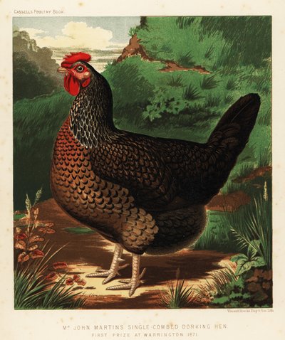 Einfachkamm-Dorking-Henne von J. W. (after) Ludlow