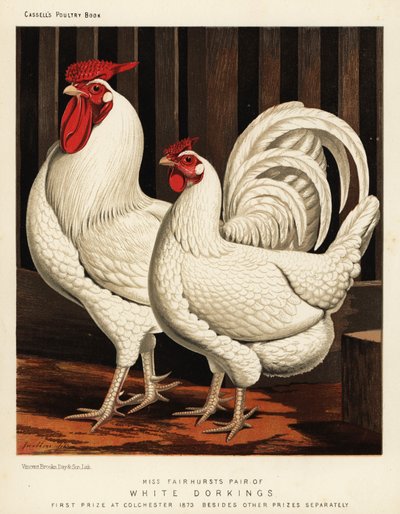 Weiße Dorking-Hühner von J. W. (after) Ludlow