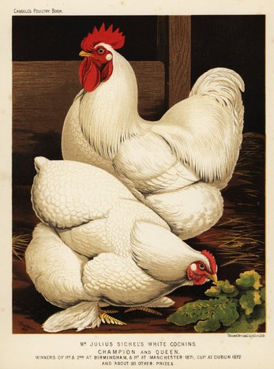 Weiße Cochin-Hahn und -Henne von J. W. (after) Ludlow