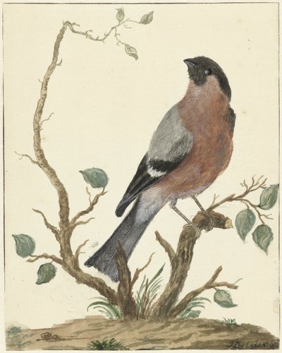 Gimpel von Jacob Perkois