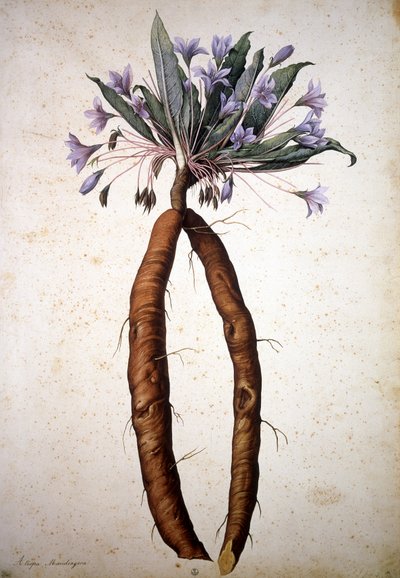 Unbekanntes Bild von Jacopo Ligozzi
