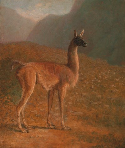 Guanako von Jacques Laurent Agasse