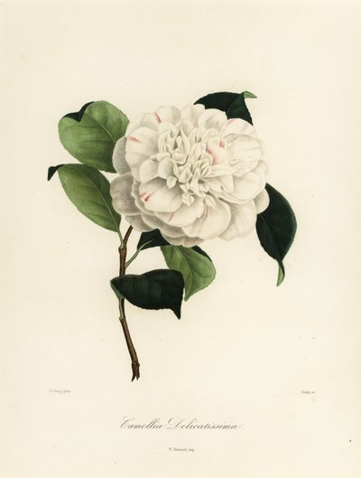 Kamelie japonica Sorte, Camellia delicatissima von Jakob (after) Jung