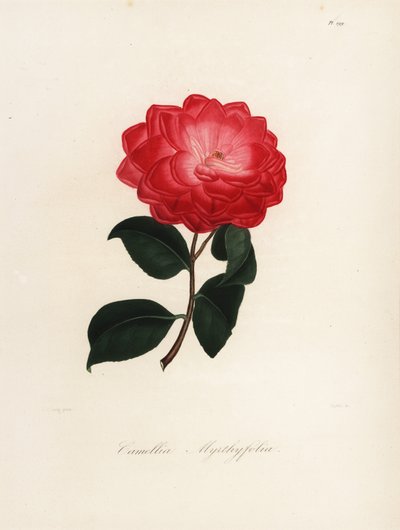 Camellia japonica Sorte, Camellia myrthyfolia von Jakob (after) Jung