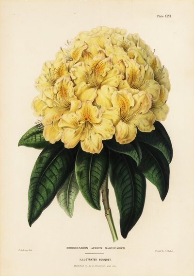 Goldener Rhododendron, Rhodendron aureum magniflorum von James Andrews