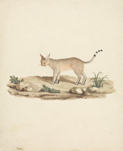 Felis caligata (Stiefelluchs) von James Bruce