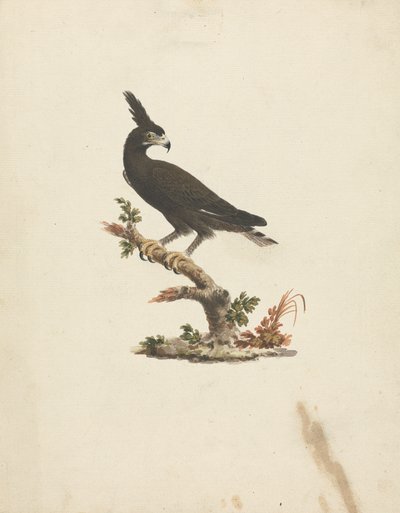 Lophaetus occipitalis (Langkronenadler) von James Bruce