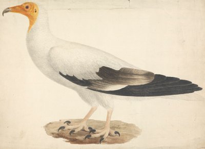Neophron percnopterus (Schmutzgeier) von James Bruce