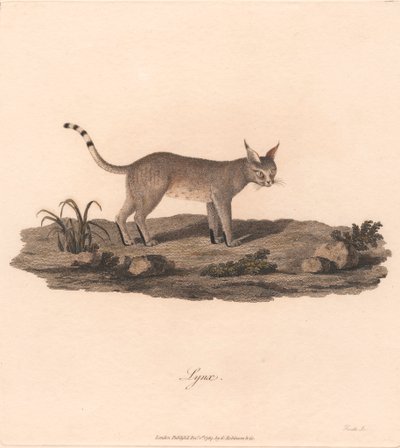 Luchs von James Heath