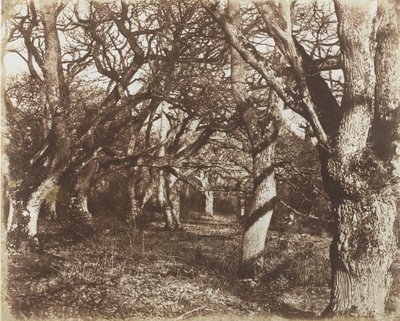 Ein Blick in Leigh Woods, 1853-56 von James Knight