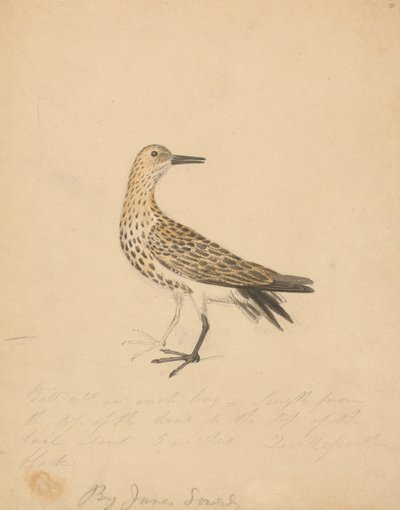 Ein Vogel von James Sowerby
