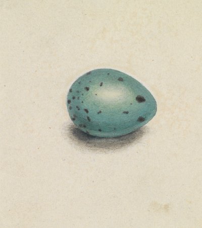 Ein Vogelei von James Sowerby