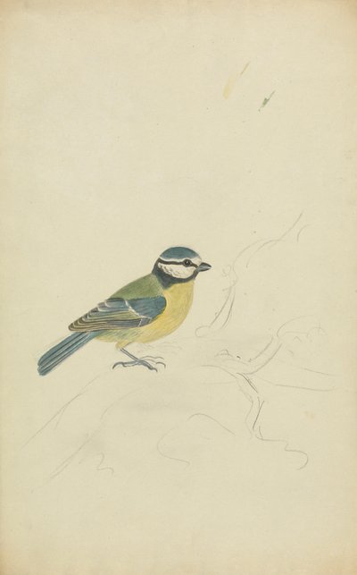 Eine Blaumeise von James Sowerby