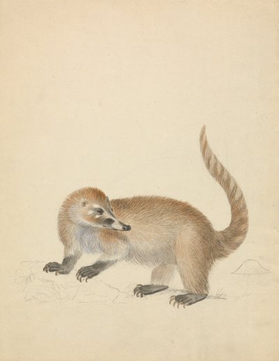 Ein Coatimundi von James Sowerby