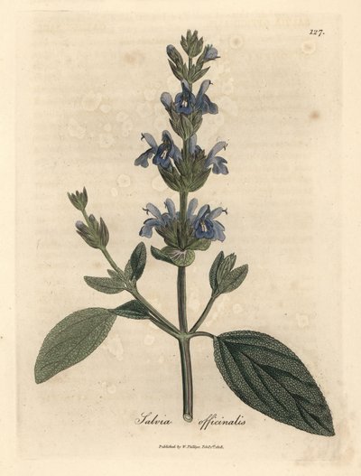 Blau blühender Salbei, Salvia officinalis von James Sowerby