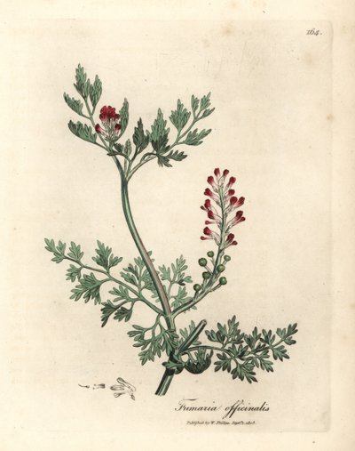 Purpurblühender Erdrauch, Fumaria officinalis von James Sowerby