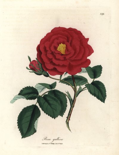 Purpurrote Apothekerrose, Rosa gallica von James Sowerby