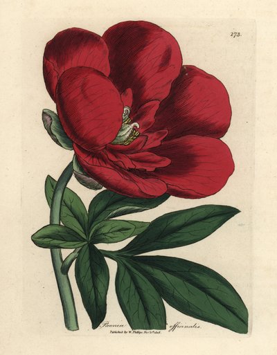 Purpurrote Pfingstrose, Paeonia officinalis von James Sowerby