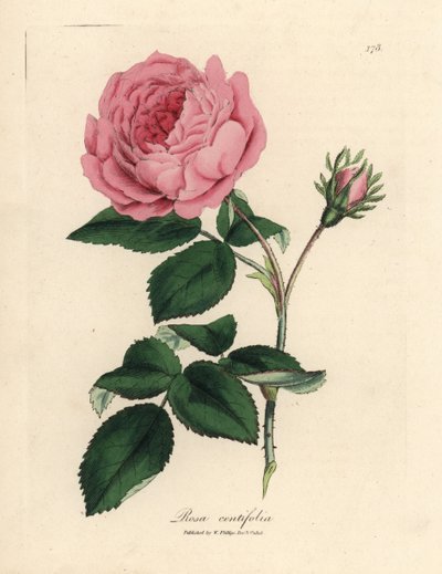 Große rosa Hundertblättrige Rose, Rosa centifolia von James Sowerby