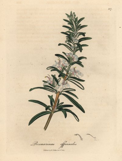 Hellblau blühender Rosmarin, Rosmarinus officinalis von James Sowerby