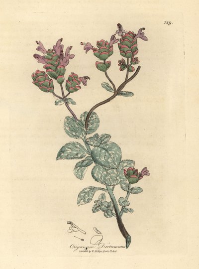 Fliederblühender Diptam von Kreta, Origanum dictamnus von James Sowerby