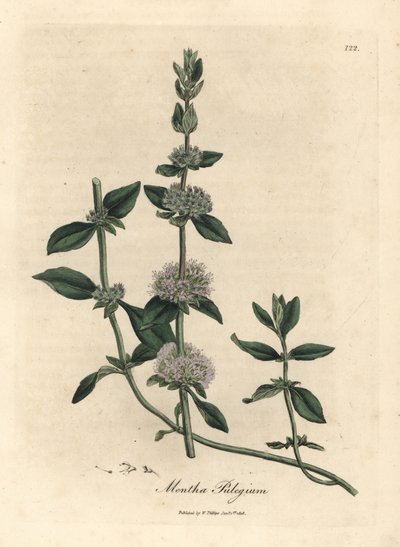 Fliederblühende Poleiminze, Mentha pulegium von James Sowerby