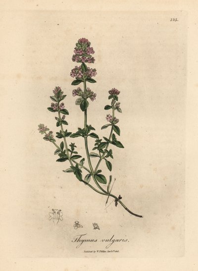 Rosa blühender Gartenthymian, Thymus vulgaris von James Sowerby