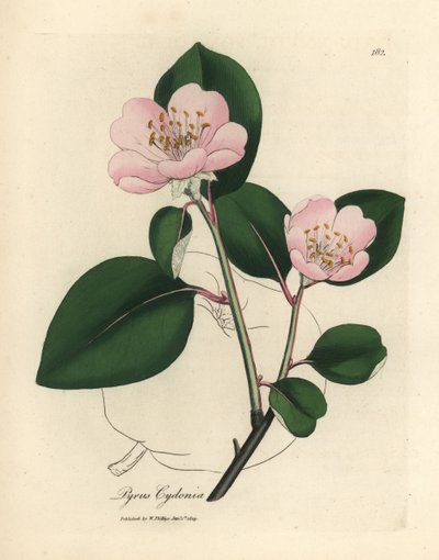 Rosa blühender Quittenbaum, Pyrus cydonia von James Sowerby