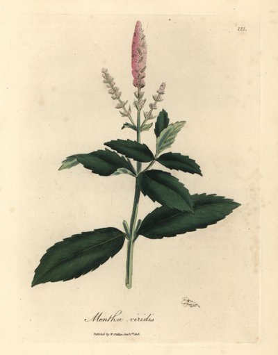 Rosa blühende Krauseminze, Mentha viridis von James Sowerby