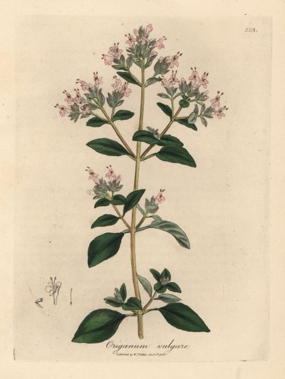 Rosa blühender Wilder Majoran, Origanum vulgare von James Sowerby