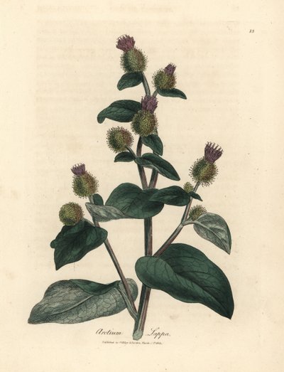 Lila blühende Klette, Arctium lappa von James Sowerby