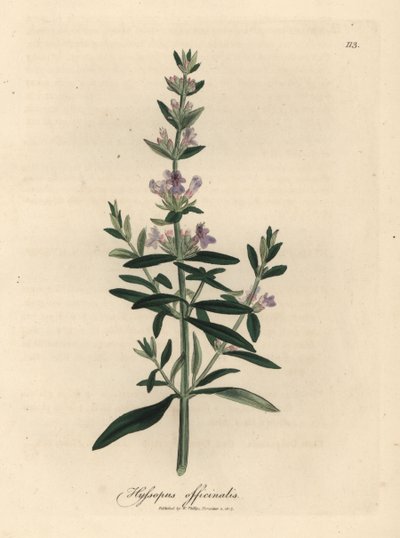 Purpurblühender Ysop, Hyssopus officinalis von James Sowerby