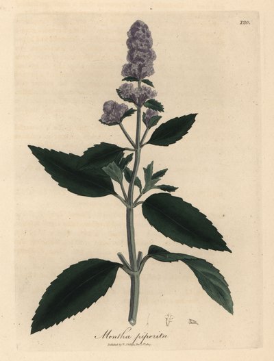 Purpurblühende Pfefferminze, Mentha piperita von James Sowerby