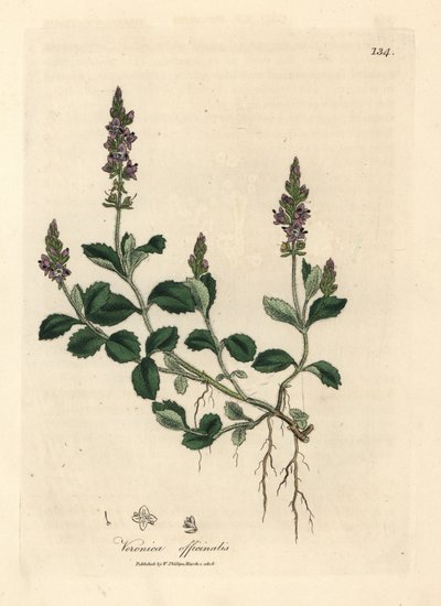 Lila blühender Ehrenpreis, Veronica officinalis von James Sowerby