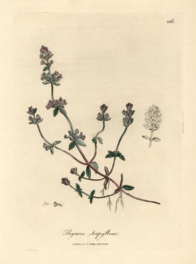 Lila blühender wilder Thymian, Thymus serpyllum von James Sowerby