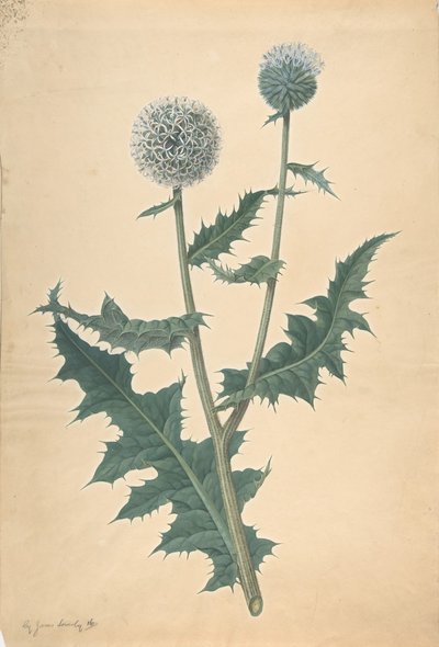 Studie einer Distel von James Sowerby