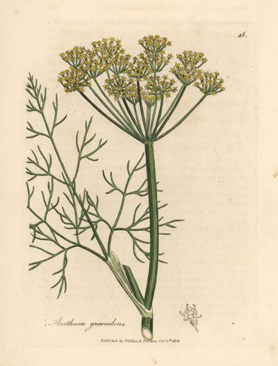 Gelbblühender Dill, Anethum graveolens von James Sowerby