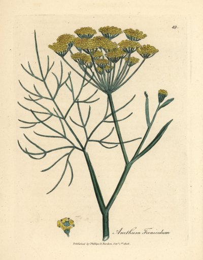 Gelb blühender Fenchel, Anethum foeniculum von James Sowerby