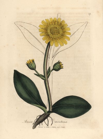 Gelbblühende Bergarnika, Arnica montana von James Sowerby