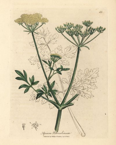 Gelbblühende Petersilie, Apium petroselinum von James Sowerby