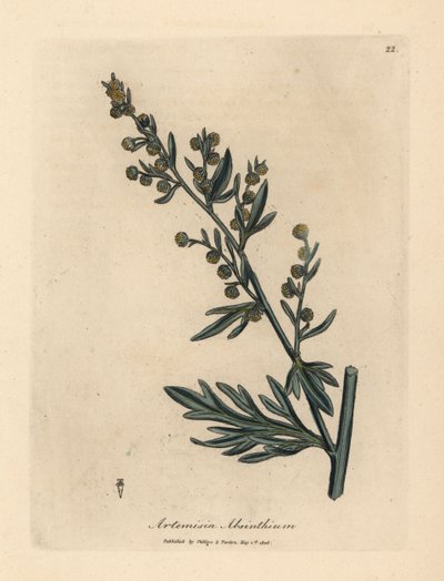 Gelb blühender Wermut, Artemisia absinthium von James Sowerby