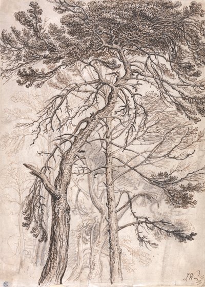 Studie von Bäumen von James Ward